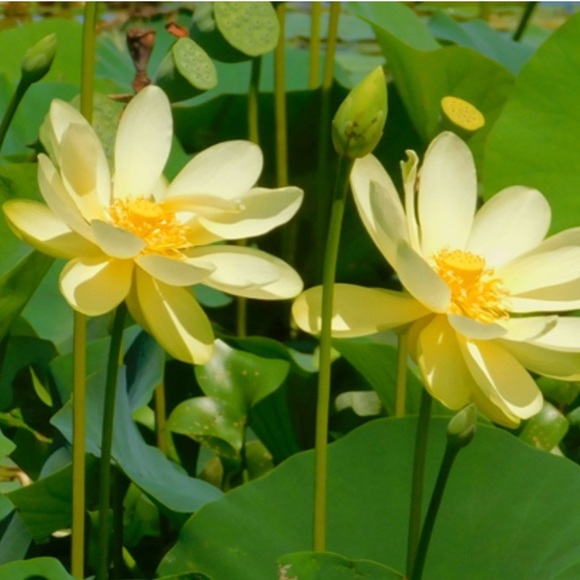 yellow_lotus1